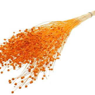 QC Dried Bleached Linen Flax | Colour: Orange | Linum Dried Flowers | Length ± 70 centimetres | Weight 100 grams | Per bunch