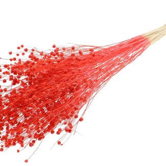QC Dried Bleached Flax Linen | Colour: Coral | Linum Dried Flowers | Length ± 70 centimetres | Weight 100 grams | Per bunch