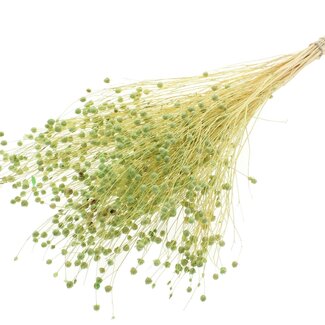 QC Dried Bleached Lino Flax | Colour: Frosted Mint Green | Linum Dried Flowers | Length ± 70 centimetres | Weight 100 grams | Per bunch