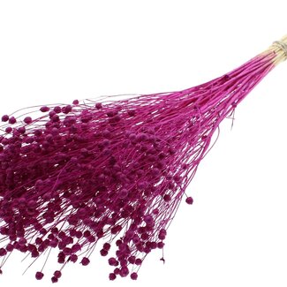 QC Dried Bleached Linen Flax | Colour: Lilac | Linum Dried Flowers | Length ± 70 centimetres | Weight 100 grams | Per bunch