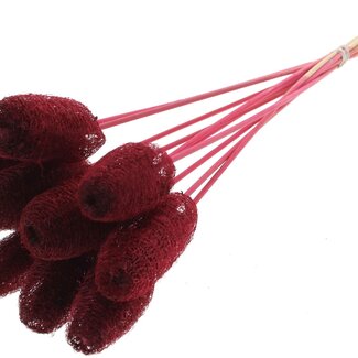 QC Mini Loofah Sponge on stick | Colour: Bordeaux red | Loofah Plant Stick | Length ± 50 centimetres | 10 sticks per bunch