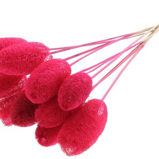 QC Mini Loofah Sponge on stick | Colour: Cherry-coloured | Loofah Plant Stake | Length ± 50 centimetres | 10 stakes per bunch