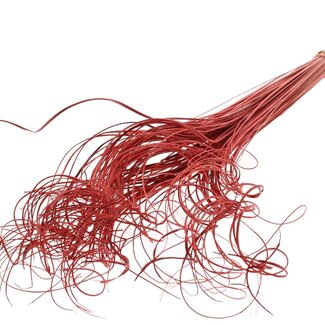 QC Dried Palm Leaf Vein | Curly Ting Ting | Colour: Coral | Length ± 70 centimetres | 100 stems per bunch | Per bunch