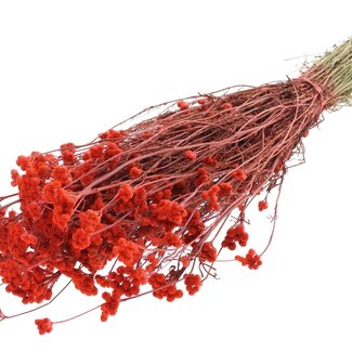 QC Dried Lona | Colour: Coral | Lonas Annua Dried Flowers | Length ± 50 centimetres | Per bunch