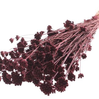 QC Dried Lona | Colour: Bordeaux Red | Lonas Annua Dried Flowers | Length ± 50 centimetres | Per bunch