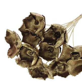 QC Dried Palm Cup on stem | Colour: Gold | Length ± 50 centimetres | 10 stems per bunch