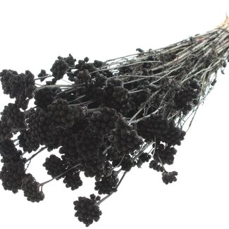 QC Dried Lona | Colour: Black | Lonas Annua Dried Flowers | Length ± 50 centimetres | Per bunch