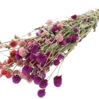 QC Getrocknete Kugelamarant | Farbe: Natürliche Mischfarben | Gomphrena Trockenblumen | Länge ± 55 Zentimeter | Gewicht 100 Gramm | Pro Bund