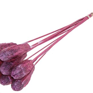 QC Mahogany Seed Pod on Stick | Colour: Metallic Pink | Swietenia Mahagoni Dried Fruit Stick | Stick Length ± 50 centimetres | 10 sticks per bunch