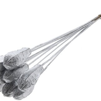QC Mahogany Seed Pod on Stick | Colour: Silver | Swietenia Mahagoni Dried Fruit Stick | Stick Length ± 50 centimetres | 10 sticks per bunch
