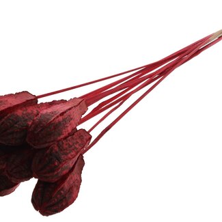 QC Mahogany Seed Pod on Stick | Colour: Red | Swietenia Mahagoni Dried Fruit Pick | Pick Length ± 50 centimetres | 10 picks per bunch