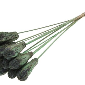 QC Mahogany Seed Pod on Stick | Colour: Frosted Mint Green | Swietenia Mahogany Dried Fruit Stick | Stick Length ± 50 centimetres | 10 sticks per bunch