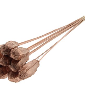 QC Mahogany Seed Pod on Stick | Colour: Copper | Swietenia Mahagoni Dried Fruits Pick | Pick Length ± 50 centimetres | 10 picks per bunch