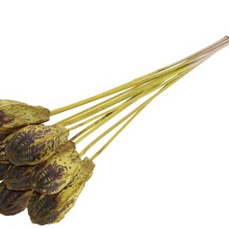 QC Mahogany Seed Pod on Stick | Colour: Yellow | Swietenia Mahagoni Dried Fruit Pick | Pick Length ± 50 centimetres | 10 picks per bunch