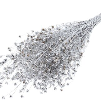 QC Dried Lino Flax | Colour: Silver | Linum Dried Flowers | Length ± 50 centimetres | Weight 150 grams | Per bunch