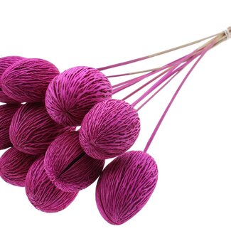 QC Bleached Mintolla Seed Box on Stick | Colour: Lilac | Pong Pong Mintolla Pick Dry Decoration | Length ± 50 centimetres | 10 picks per bunch