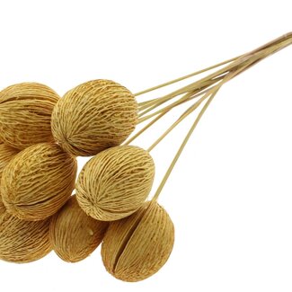 QC Bleached Mintolla Seed Box on stick | Colour: Yellow | Pong Pong Mintolla Insert Dried Decoration | Length ± 50 centimetres | 10 inserts per bunch