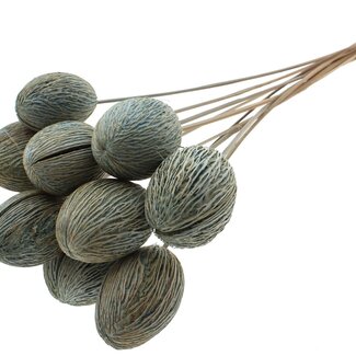 QC Bleached Mintolla Seed Box on Stick | Colour: Light Blue | Pong Pong Mintolla Insert Dry Decoration | Length ± 50 centimetres | 10 inserts per bunch