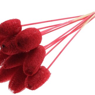 QC Mini Loofah Sponge on stick | Colour: Red | Loofah Plant Stick | Length ± 50 centimetres | 10 sticks per bunch