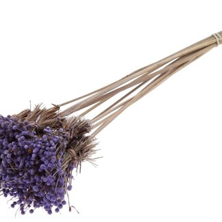 QC Mini Button Flowers Bouquet on Stick | Colour: Milka Purple | Mini Button Insert Stick | Length ± 50 centimetres | 10 insert sticks per bunch