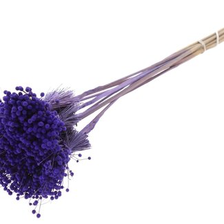 QC Mini Button Flowers Bouquet on Stick | Colour: Purple | Mini Button Insert | Length ± 50 centimetres | 10 inserts per bunch