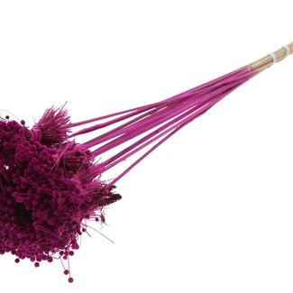 QC Mini Button Flowers Bouquet on Stick | Colour: Lilac | Mini Button Stick-in | Length ± 50 centimetres | 10 stick-ins per bunch