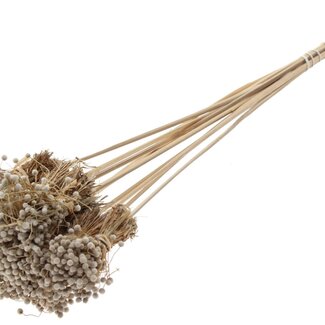 QC Mini Button Flowers Bouquet on Stick | Colour: Natural White | Mini Button Stick | Length ± 50 centimetres | 10 sticks per bunch