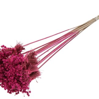 QC Mini Button Flowers Bouquet on Stick | Colour: Cherry-Coloured | Mini Button Insert Stick | Length ± 50 centimetres | 10 insert sticks per bunch