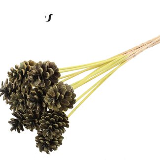 QC Pine cone on stick | Colour: Frosted Mint Green | Diameter 5 - 7 centimetres | Length ± 50 centimetres | 10 picks per bunch