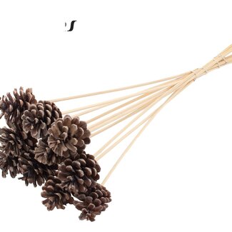 QC Pine cone on stick | Colour: Frosted White | Diameter 5 - 7 centimetres | Length ± 50 centimetres | 10 picks per bunch