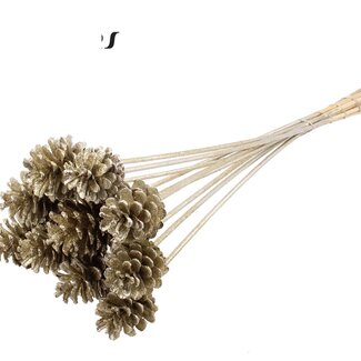 QC Pine cone on stick | Colour: Platinum with Glitter | Diameter 5 - 7 centimetres | Length ± 50 centimetres | 10 picks per bunch