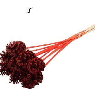QC Pine cone on stick | Colour: Red | Diameter 5 - 7 centimetres | Length ± 50 centimetres | 10 picks per bunch
