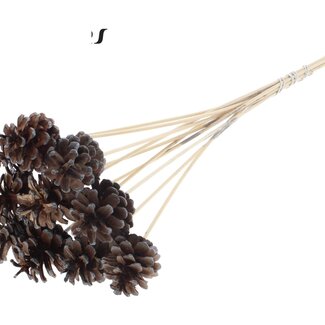 QC Pine cone on stick | Colour: Brown with Metallic Graphite Tipped | Diameter 5 - 7 centimetres | Length ± 50 centimetres | 10 picks per bunch