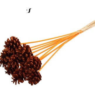 QC Pine cone on stick | Colour: Orange | Diameter 5 - 7 centimetres | Length ± 50 centimetres | 10 picks per bunch