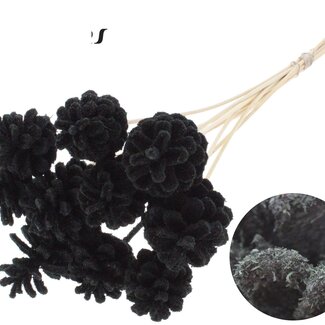 QC Pine cone on stick | Colour: Sawdust Black | Diameter 5 - 7 centimetres | Length ± 50 centimetres | 10 picks per bunch