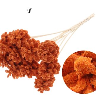 QC Pine cone on stick | Colour: Sawdust Orange | Diameter 5 - 7 centimetres | Length ± 50 centimetres | 10 picks per bunch