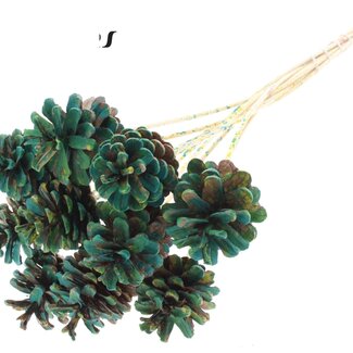 QC Pine cone on stick | Colour: Multicoloured Green | Diameter 5 - 7 centimetres | Length ± 50 centimetres | 10 picks per bunch