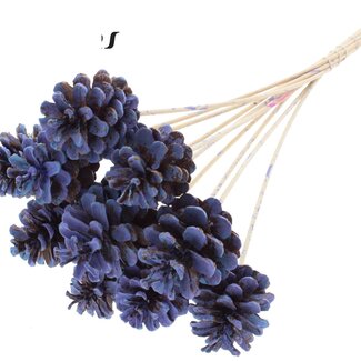 QC Pine cone on stick | Colour: Multicoloured Light Blue | Diameter 5 - 7 centimetres | Length ± 50 centimetres | 10 picks per bunch
