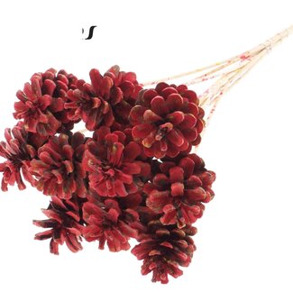 QC Pine cone on stick | Colour: Multicoloured Red | Diameter 5 - 7 centimetres | Length ± 50 centimetres | 10 picks per bunch