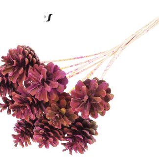 QC Pinecone on stick | Colour: Multicoloured Christmas colour | Diameter 5 - 7 centimetres | Length ± 50 centimetres | 10 picks per bunch