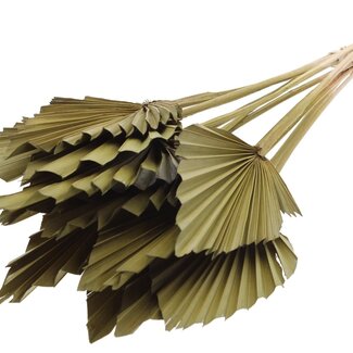 QC Dried Palm Spear | Colour: Olive Green | Spear-Shaped Palm Leaves | Length ± 50 centimetres | 10 stems per bunch | Per bunch