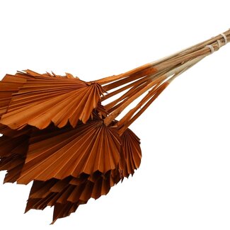 QC Dried Palm Spear | Colour: Terracotta | Spear-shaped Palm Leaves | Length ± 50 centimetres | 10 stems per bunch | Per bunch
