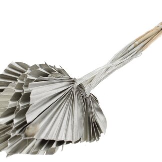 QC Dried Palm Spear | Colour: Platinum | Palm Leaves in Spear Shape | Length ± 50 centimetres | 10 stems per bunch | Per bunch