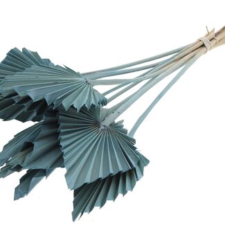 QC Getrocknete Palm Spear | Farbe: Frosted Hellblau | Palmblätter in Speerform | Länge ± 50 Zentimeter | 10 Zweige pro Bund | Pro Bund
