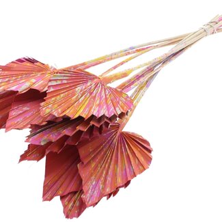 QC Dried Palm Spear | Colour: Multicoloured Cherry | Palm Leaves in Spear Shape | Length ± 50 centimetres | 10 stems per bunch | Per bunch