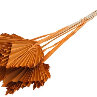 QC Dried Palm Spear | Colour: Orange | Spear-Shaped Palm Leaves | Length ± 50 centimetres | 10 stems per bunch | Per bunch