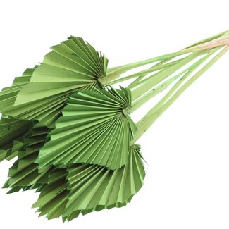 QC Dried Palm Spear | Colour: Light Green | Spear-Shaped Palm Leaves | Length ± 50 centimetres | 10 stems per bunch | Per bunch