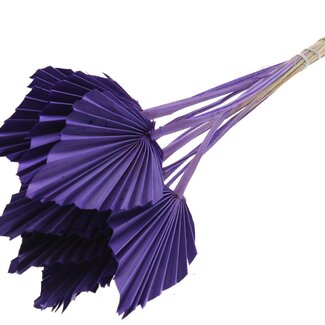 QC Dried Palm Spear | Colour: Purple | Spear-Shaped Palm Leaves | Length ± 50 centimetres | 10 stems per bunch | Per bunch