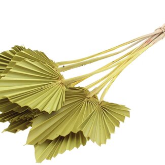 QC Dried Palm Spear | Colour: Yellow | Spear-Shaped Palm Leaves | Length ± 50 centimetres | 10 stems per bunch | Per bunch