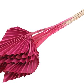 QC Dried Palm Spear | Colour: Cherry | Spear-Shaped Palm Leaves | Length ± 50 centimetres | 10 stems per bunch | Per bunch